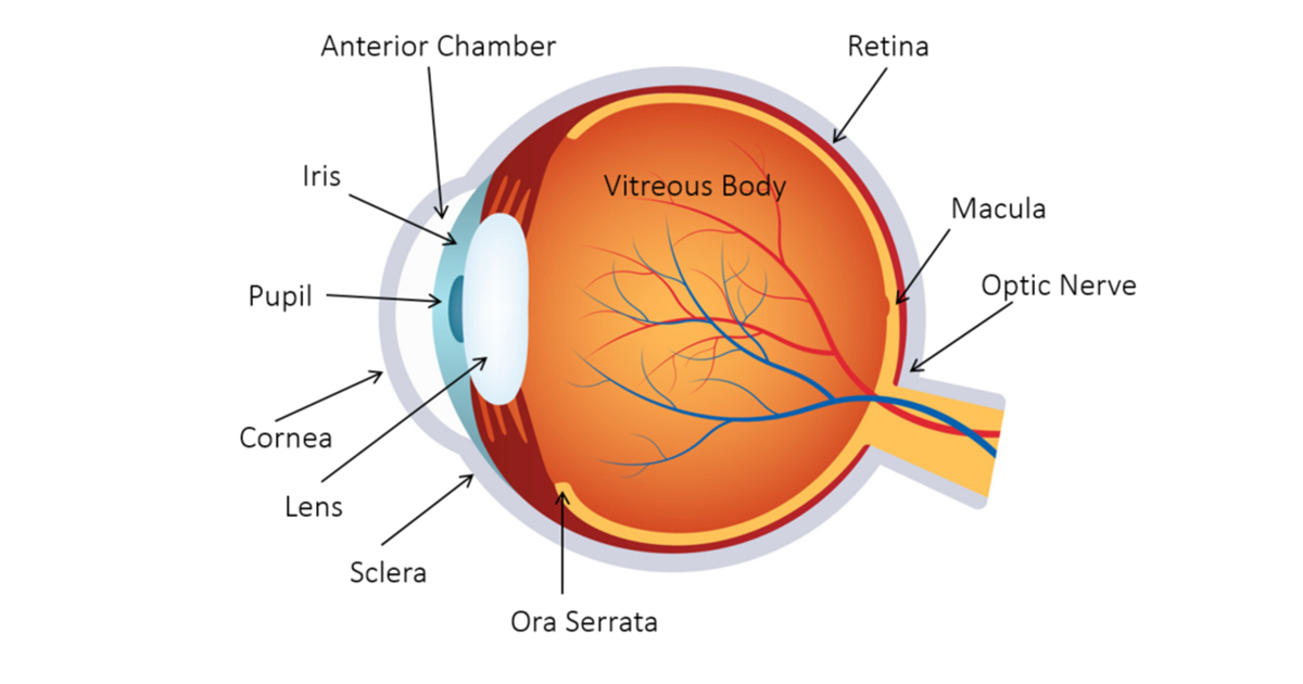 Understanding Ocular Anatomy and Embryology
