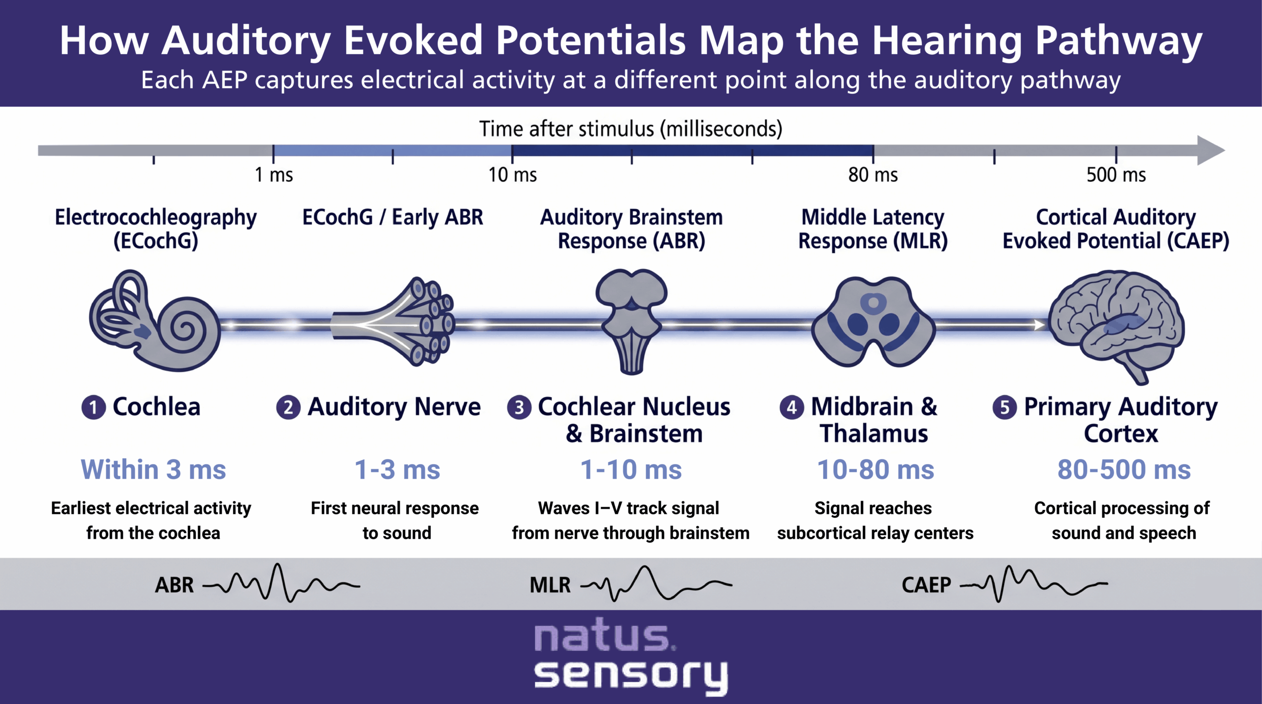 Infographic How Auditory Evoked Potentials Map the Hearing Pathway