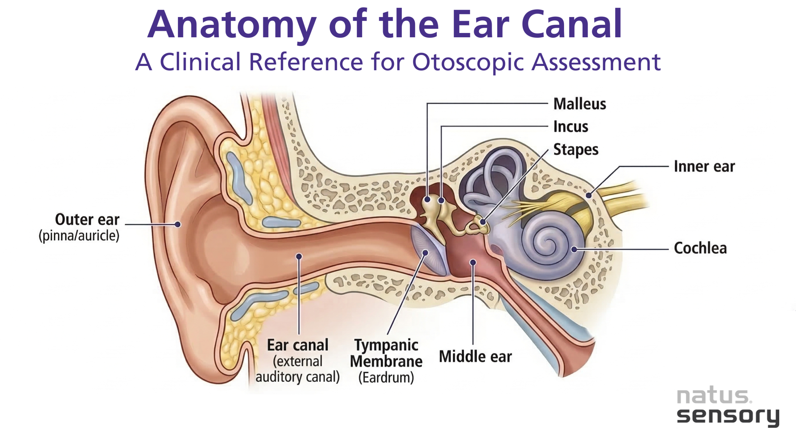 Anatomy of Ear Canal